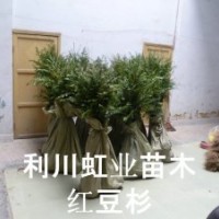 供應(yīng)湖北利川綠化用紅豆杉樹苗紅豆杉種子價格紅豆杉小苗價格