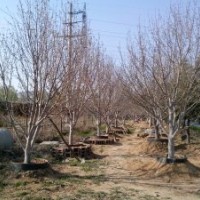 供應(yīng)移栽成活的八棱海棠15公分左右20棵；成活率%100；病害極少；
