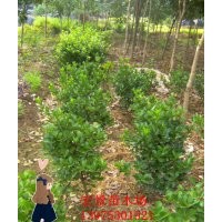 農(nóng)戶直銷3000萬(wàn)棵金邊黃楊小苗 湖南金邊黃楊扦插苗 量大價(jià)優(yōu)