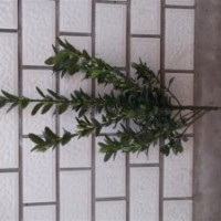 供應河北大葉黃楊小葉黃楊順平側(cè)柏順平金娃娃