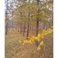 旭東銀杏 基地供應(yīng)