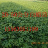 濟寧速生白蠟苗供應(yīng)商聊成速生白蠟苗供應(yīng)商