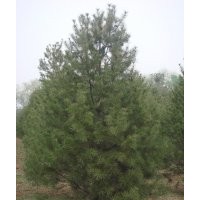 白皮松、油松、華山松、側(cè)柏，蜀檜等
