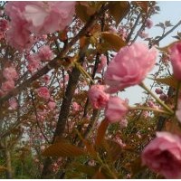 供應櫻花，2013櫻花報價，櫻花基地，潢川櫻花