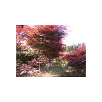 供應丁香，法國冬青，桂花，紅楓，紫薇，碧桃