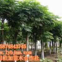 瀏陽(yáng)欒樹(shù)、精品移栽欒樹(shù)批發(fā)、欒樹(shù)批發(fā)價(jià)格