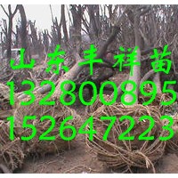 十八公分國槐價格