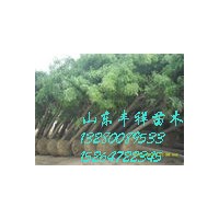 二十公分國槐價格