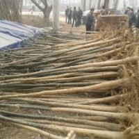 供應(yīng)山東小國槐，白蠟，裸根定桿