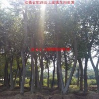 合肥大規(guī)格 樸樹 榔榆 國(guó)槐 烏桕 黃連木 刺槐