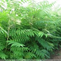 【精品推薦】供應(yīng)優(yōu)質(zhì)火炬樹，樹干通直，無病蟲害，2-10cm，40萬