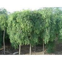 【精品推薦】供應(yīng)3-10cm龍爪槐，1-3年的帽，5000棵。