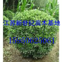 供應(yīng)江蘇冬青球價格 江蘇冬青條價格
