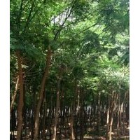 國(guó)槐 刺槐 紫穗槐，香椿