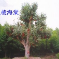 山東海棠系列
