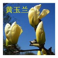 山東黃玉蘭