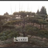 油松