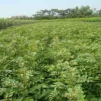 供應(yīng)花椒苗花椒樹苗山西花椒苗種植基地