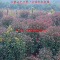 肥西供應(yīng)紅葉石楠、本土石楠、海桐球、火棘球，梔子花球