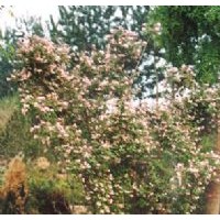 供應(yīng)河北猬實(shí),金銀木,紫荊