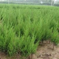 專售蜀檜.龍柏.塔柏.地柏.刺柏工程苗.苗圃苗.圖片及價(jià)格.