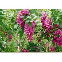 供應(yīng)2公分香花槐3公分香花槐嫁接香花槐