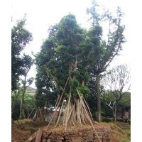 重慶造型小葉榕，造型小葉榕點景樹