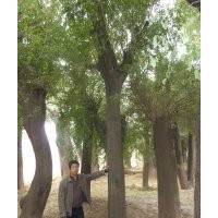 30皂莢 皂角
