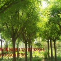 河北國槐樹 國槐價(jià)格8公分裸根定桿