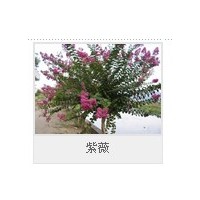 供應(yīng)頂級(jí)紫荊 紫薇 猬實(shí) 紅寶石