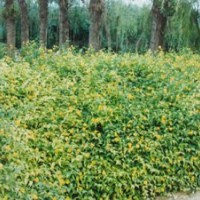 供應(yīng)頂級(jí)雙花棣棠 珍珠梅 榆葉梅 木槿