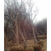 專營(yíng)：（3~90公分）槐樹、槐樹小苗、國(guó)國(guó)槐苗、金葉槐、龍爪槐、