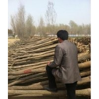 供應(yīng)國槐，白蠟等綠化苗木