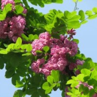 香花槐，金銀花香花槐苗