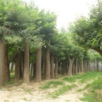 供應優(yōu)質(zhì)國槐，規(guī)格齊全