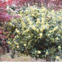 海棠 紅葉羽毛楓,花木場,櫻花小苗價(jià)格