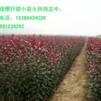 供應(yīng)叢生紫葉矮櫻、營養(yǎng)缽紫葉矮櫻、容器紫葉矮櫻