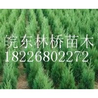 蜀檜