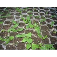 日本厚樸育苗袋小苗