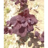 供應(yīng)美國(guó)紅櫨