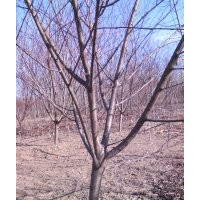 河北碧桃 5公分紫葉碧桃 4cm碧桃價格