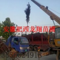 供應(yīng)1-20公分紅葉李、烏桕、桂花、中華石楠、香樟、紫薇