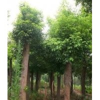 紅葉石楠直銷