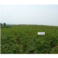 供應(yīng)一年生欒樹小苗、黃山欒樹小苗、櫸樹小苗