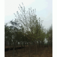 碧桃，廣玉蘭，八零海棠，白蠟，五角楓