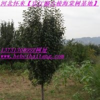 八棱海棠樹