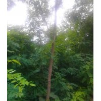 出售香花槐