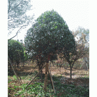 西安精品茶條槭，國(guó)槐，蒙古櫟，皂莢，廣玉蘭，桂花