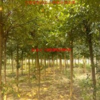 供應(yīng)杜英、紅葉李、烏桕、高桿女貞、土石楠等合肥本地苗木
