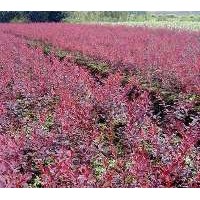 紅葉小檗出售價(jià)格